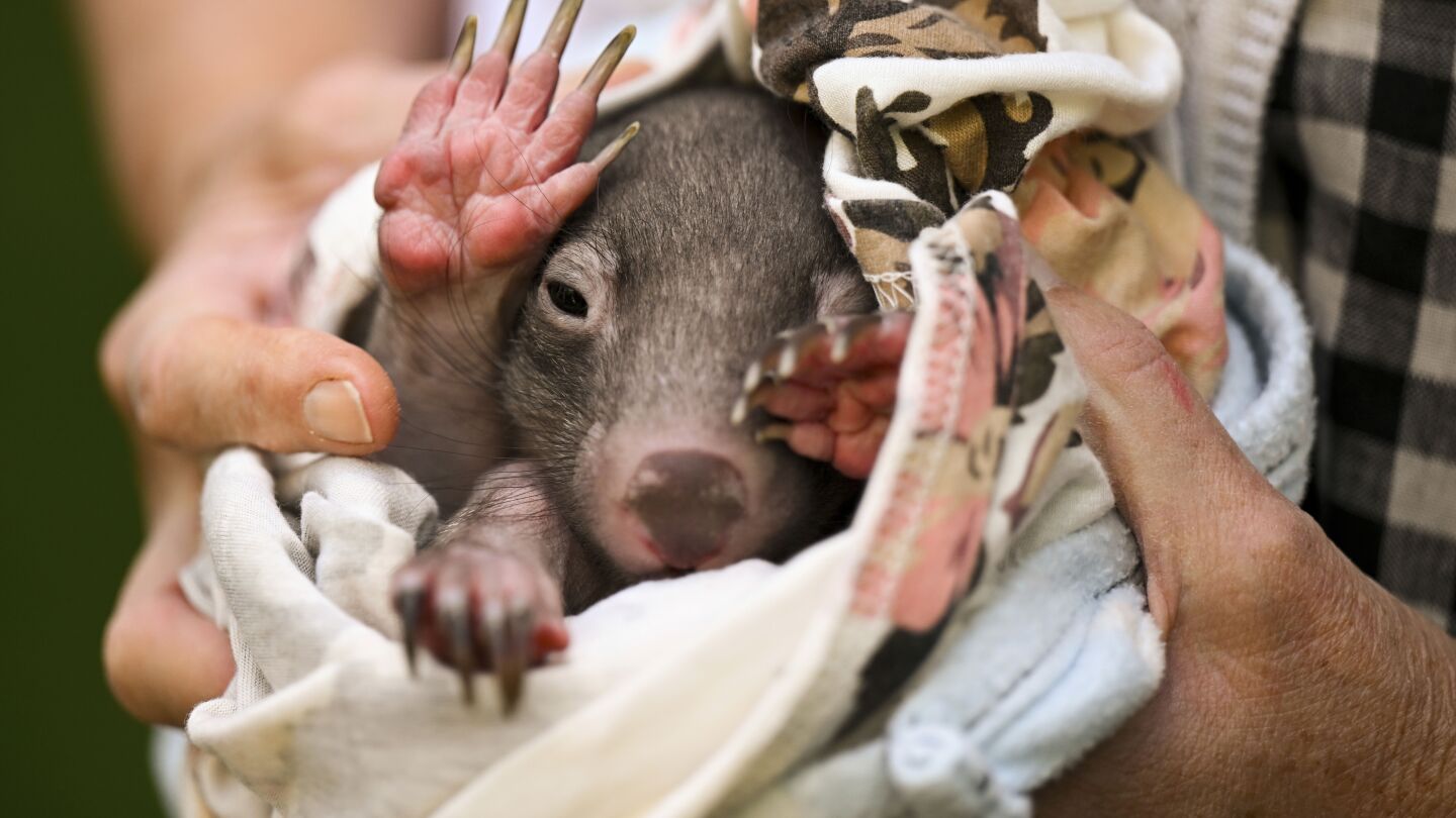American who snatched a baby wombat from its mother leaves Australia