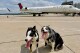 Ned and Hercules are seen Thursday, May 15, 2025, at West Virginia International Yeager Airport, where they are used to keep birds and other wildlife away from the airfield, in Charleston, W.Va. (AP Photo/John Raby)