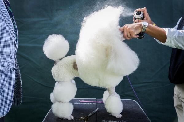 A miniature poodle is groomed before competing in breed judging during the 147th Westminster Kennel Club Dog show, Monday, May 8, 2023, at the USTA Billie Jean King National Tennis Center in New York. (AP Photo/John Minchillo)