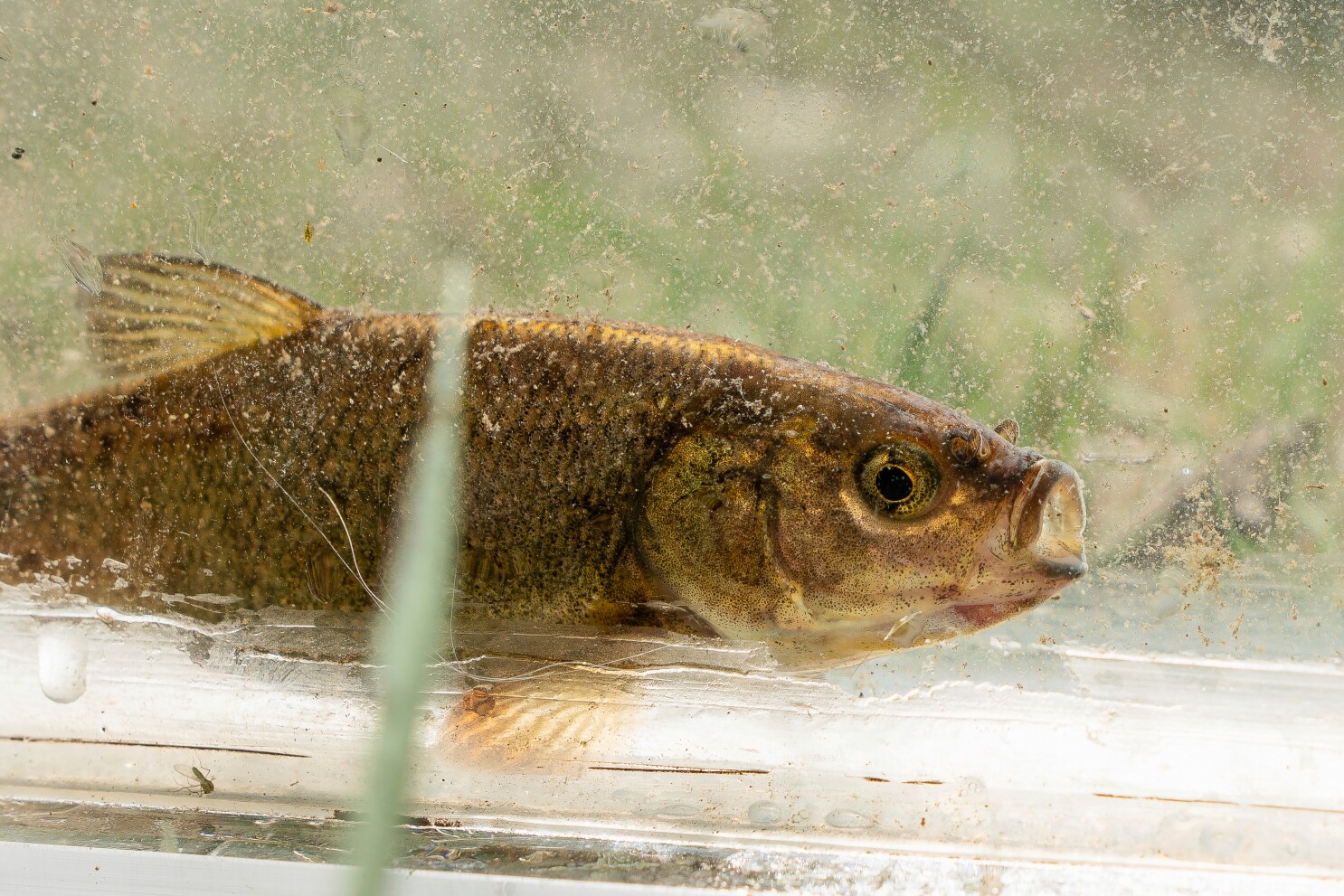 A rare olive-colored fish that exists only in Nevada could soon be listed as an endangered species