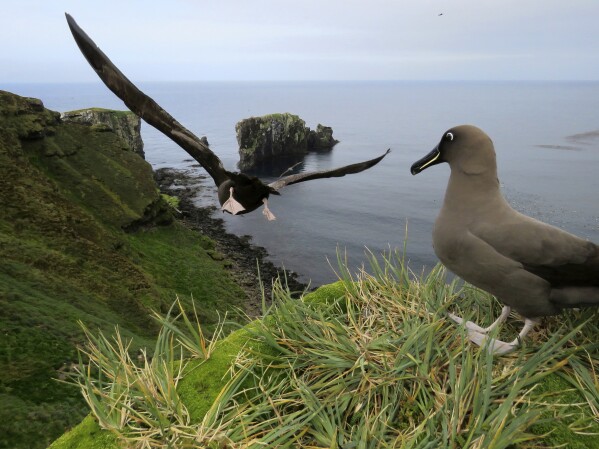 This undated photo shows sooty albatrosses on Marion Island, part of the Port Edwards Islands, a South African territory in the southern Indian Ocean near Antarctica. (Stefan Schoombie via AP)