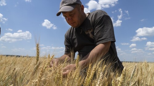 FILE - Farmer Andriy Zubko checks wheat ripeness on a field in Donetsk region, Ukraine, on June 21, 2022. Russia has suspended on Monday July 17, 2023 a wartime deal brokered by the U.N. and Turkey that was designed to move food from Ukraine to parts of the world where millions are going hungry. (AP Photo/Efrem Lukatsky, File)