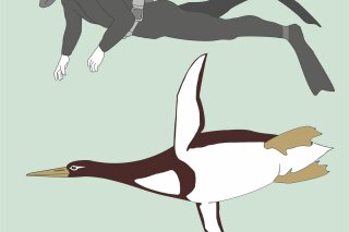 
              This illustration provided by Gerald Mayr shows the sizes of an ancient giant penguin Kumimanu biceae and a human being. On Tuesday, Dec. 19, 2017, researchers announced their find of fossils from approximately 60-55 million years ago, discovered in New Zealand, that put the creature at about 5 feet, 10 inches (1.77 meters) long when swimming, and 223 pounds (101 kilograms). (Gerald Mayr/Senckenberg Research Institute via AP)
            