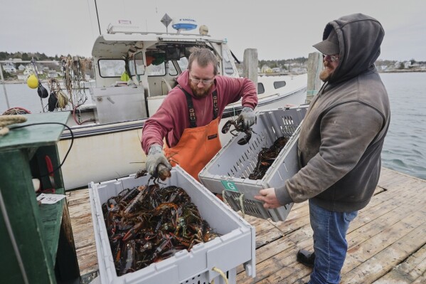 Commercial dealers weigh creates of lobsters on a dock in Stonington, Maine, on Friday, May 2, 2025. (AP Photo/Robert F. Bukaty)