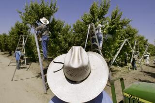 FILE - In this May 13, 2004, file photo, a foreman watches workers pick fruit in an orchard in Arvin, Calif. A state-run pest prevention program partly violates California's landmark environmental protection law with its approach to spraying pesticides, a state appeals court has ruled. (AP Photo/Damian Dovarganes, File)