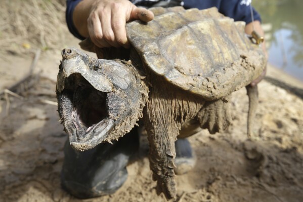 FILE - A male alligator snapping turtle is held after being trapped by the Turtle Survival Alliance-North American Freshwater Turtle Research Group, Saturday, Nov. 24, 2018, as part of the process of tagging turtles. The species is among dozens under consideration for federal protections. The Biden administration on Thursday, March 28, 2024, restored a rule that gives blanket protections to species considered threatened with extinction. (Melissa Phillip/Houston Chronicle via AP, File)