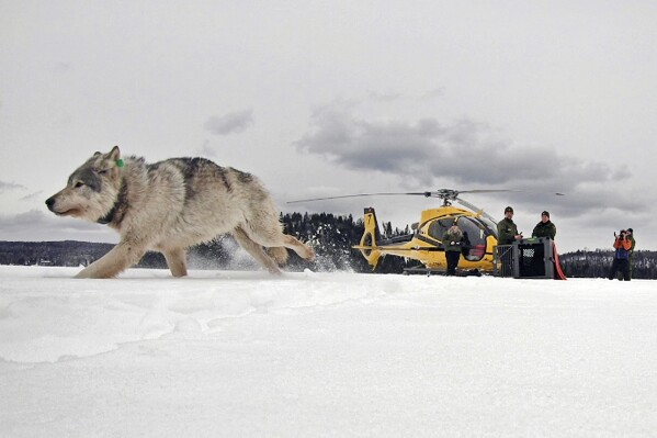 FILE - In this Feb. 28, 2019, file photo, provided by the Ontario Ministry of Natural Resources and Forestry, the U.S. National Park Service and the National Parks of Lake Superior Foundation, a white wolf is released onto Isle Royale National Park in Michigan. Warm weather has forced the federal officials to suspend the annual wolf-moose count in Isle Royale National Park for the first time in more than six decades. (Daniel Conjanu/The National Parks of Lake Superior Foundation via AP, File)