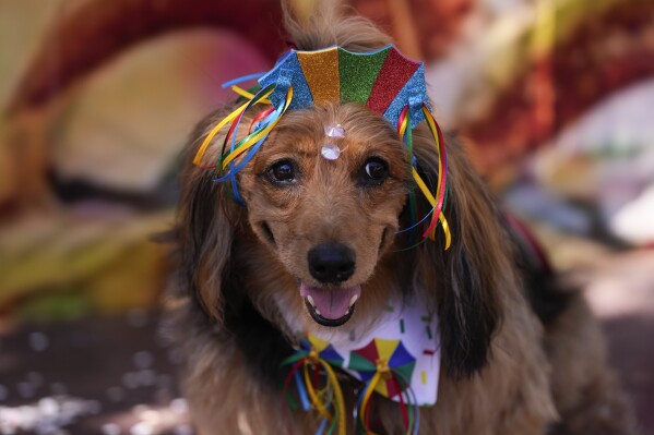 A dog wears a headdress during the "Blocao" dog Carnival parade in Rio de Janeiro, Brazil, Saturday, Feb. 10, 2024. (AP Photo/Silvia Izquierdo)