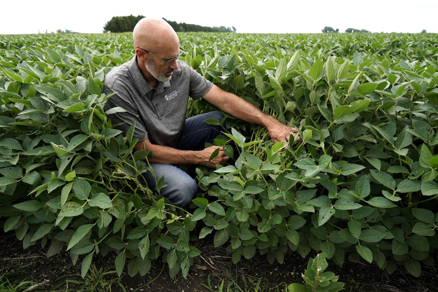 ingen forbindelse provokere vride US asks farmers: Can you plant 2 crops instead of 1? | AP News