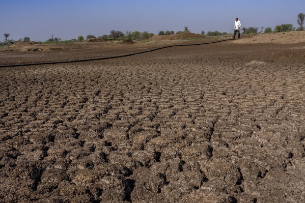 A farmer walks on a lake that has dried up due to drought outside Beed, India, Saturday, May 4, 2024. (AP Photo/Rafiq Maqbool)