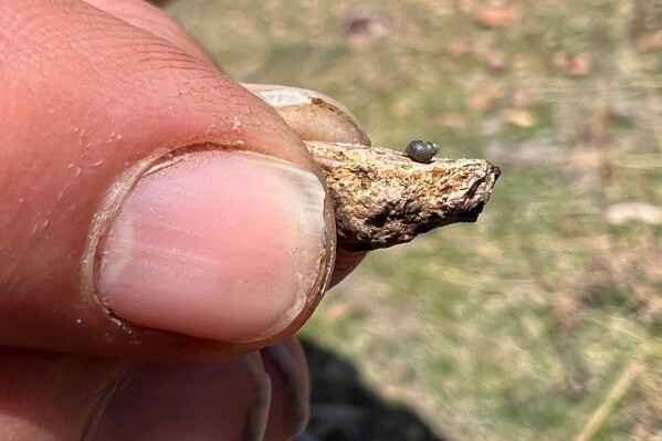 FILE - This photo provided by Lynne Buckner shows a Kings River pryg, a springsnail found in 13 isolated springs around Thacker Pass, 200 miles northeast of Reno, Nev., on April 7, 2022. Federal wildlife officials have agreed to conduct a full, year-long review to determine whether a tiny snail found only in high-desert springs near a huge lithium mine being built along the Nevada-Oregon line should be listed as a threatened or endangered species. The U.S. Fish and Wildlife Service said in a finding published in the Federal Register on Thursday, Feb. 8, 2024 enough scientific exits to warrant the review sought by environmentalists who say that groundwater pumping required for the operation of the Thacker Pass mine could push the Kings River pryg to the brink of extinction. (Lynne Buckner via AP)