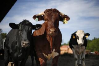 Cattle await their feed at the Caldwell Farm in Turner, Maine, Thursday, May 26, 2016. Social media posts in 2023 have falsely claimed that farmers will be required to inject livestock with mRNA vaccines. (AP Photo/Robert F. Bukaty)