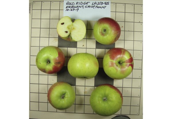 This 2019 photo provided by the Temperate Orchard Conservancy in Molalla, Ore., shows apples that were collected by David Benscoter and EJ Brandt of the Lost Apple Project in northern Idaho and eastern Washington. They are identified as being of the Gold Ridge variety, which is one of 10 apple varieties in the Pacific Northwest that were planted by long-ago pioneers and had been thought extinct. (Joanie Cooper/Temperate Orchard Conservancy via AP)