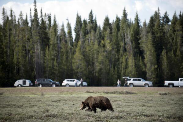 FILE -- In this May 13, 2016, photo, tourists and photographers gather to watch a boar grizzly forage near Pilgrim Creek Road in Grand Teton National Park, Wyo. Environmental groups on Thursday, Nov. 10, 2022, hailed a decision by the Biden administration to resume studying whether grizzly bears should be restored to the remote North Cascades ecosystem in Washington state. (Bradly J. Boner/Jackson Hole News & Guide via AP, File)