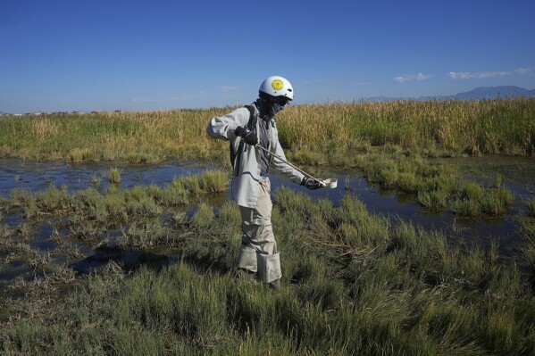 A member of the Salt Lake City Mosquito Abatement District checks larvae levels in the wetlands north of the Salt Lake City International Airport on Monday, Aug. 28, 2023, in Salt Lake City. Mosquitoes can carry viruses including dengue, yellow fever, chikungunya and Zika. They are especially threatening to public health in Asia and Africa but are also closely monitored in the United States. (AP Photo/Rick Bowmer)