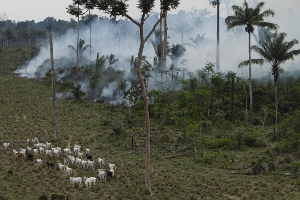 FILE - In this Tuesday, Sept. 15, 2009 file photo, cattle graze in a deforested area near Novo Progresso in the northern state of Para, Brazil. China is now the world’s biggest importer of beef, and Brazil is China’s biggest supplier, according to United Nations Comtrade data released in 2023. More beef moves from Brazil to China than between any other two countries. (AP Photo/Andre Penner, File)