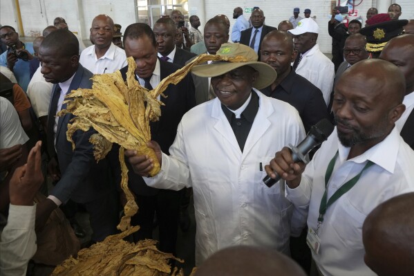 Zimbabwean Deputy President Constantino Chiwenga, center, holds a tobacco leaf while officially opening the tobacco selling season in Harare, Zimbabwe, Wednesday, March 13, 2024. Zimbabwe one of the worlds largest tobacco producers, on Wednesday opened its tobacco selling season. Officials and farmers said harvests and the quality of the crop declined due to a drought blamed on climate change and worsened by the El Niño weather phenomenon. (AP Photo/Tsvangirayi Mukwazhi)