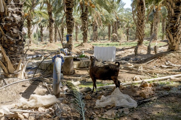 A goat drinks water from an artesian well at a Palestinian farm in the village of Jiftlik in the Jordan Valley Monday, Aug.7, 2023. In the occupied West Bank, where Israeli water pipes don’t reach, Palestinians say they can't get enough water to irrigate their farms. By comparison, the neighboring Jewish settlements look like an oasis with swimming pools. (AP Photo/Mahmoud Illean)