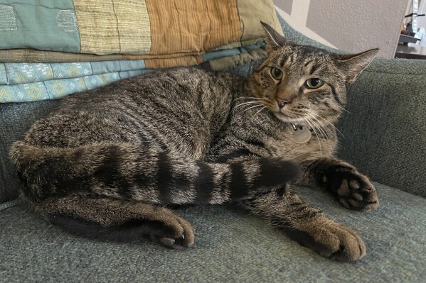 This undated photo provided by Clifton Nesseth shows Drifter, a three-year-old tabby cat who was rescued from a sewer, Tuesday, Sept. 10, 2024, in Duluth, Minn. (Clifton Nesseth via AP)