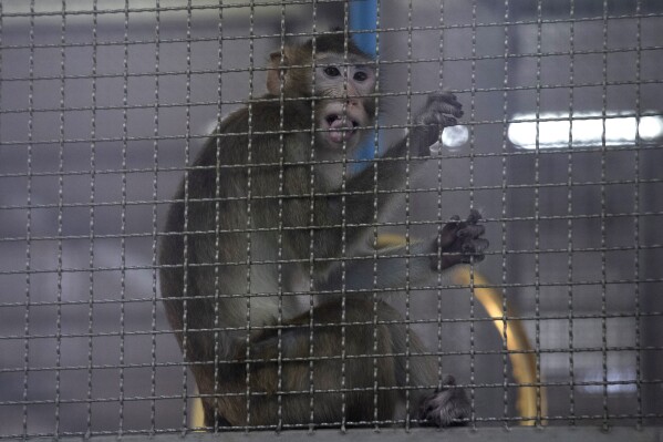 FILE - A long-tailed macaque kept for use in clinical research sits in a cage, May 23, 2020, in Saraburi Province, north of Bangkok. Some residents and an animal rights group on Tuesday, Jan. 16, 2024, protested plans to build a $400 million facility in the southwest Georgia town of Bainbridge to breed long-tailed macaques for medical research. (AP Photo/Sakchai Lalit, File)