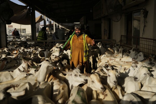 Livestock seller tending goats at a market outside Dubai
