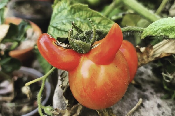 This September 2021 photo provided by Richard Gill shows a tomato with a genetic mutation in North London, England. The anomaly occurs when tomato cells divide abnormally due to hot or cold weather, resulting in an extra segment that develops outside the fruit. In this case, two extra segments have developed, lending the appearance of horns. (Richard Gill @happymrgill via AP)