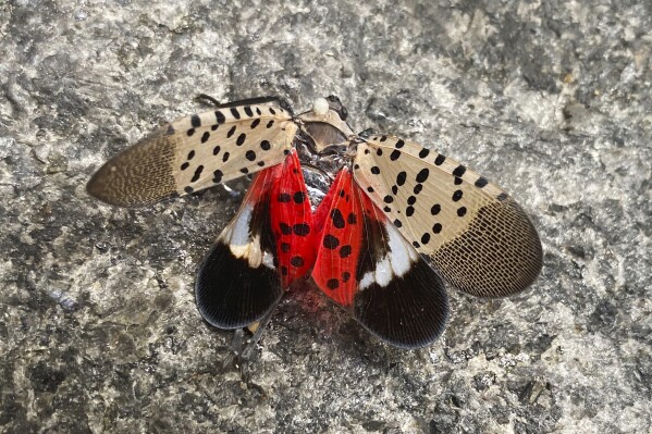 FILE - A smashed spotted lanternfly sits on the ground in New York, Wednesday, Aug. 24, 2022. The Illinois Department of Agriculture said a sighting of one of the winged adult insects was reported on Sept. 16, 2023, at an undisclosed location in the state. Department staffers visited that area and found a “moderately populated area of spotted lanternfly,” the state agency said. (AP Photo, File)