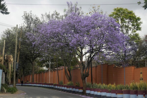 A Jacaranda tree in bloom in Nairobi, Kenya, Thursday, Oct. 26, 2023. Every year in early October, clusters of purple haze dot Nairobi's tree line as the city's jacaranda trees come into bloom. (AP Photo/Sayyid Abdul Azim)