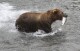 FILE - A brown bear walks to a sandbar to eat a salmon it had just caught at Brooks Falls in Katmai National Park and Preserve, Alaska on July 4, 2013. Alaska's most watched popularity contest, picking your favorite brown bear which has been fattened up for winter by noshing on salmon they just caught in the park, could become a victim if the federal government shuts down Oct. 1, 2023. (AP Photo/Mark Thiessen, File)