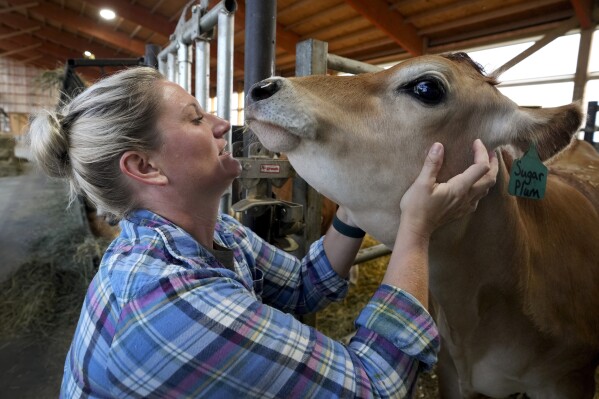 Dairy farmer Megan McAllister checks one of her cows in a barn on her farm, Monday, July 24, 2023, in New Vienna, Iowa. (AP Photo/Charlie Neibergall)