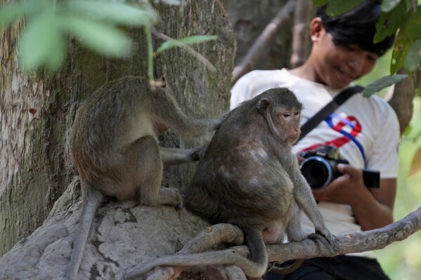 YouTuber Phut Phu takes videos of monkeys near the Bayon temple of an Angkor Wat temple complex in Siem Reap province, Cambodia, Tuesday, April 2, 2024. Phu works as a salaried employee of YouTube page operators. The 24-year-old said he started filming monkeys 2 1/2 years ago when he was looking for a job in the open air to help him deal with a lung problem. (AP Photo/Heng Sinith)