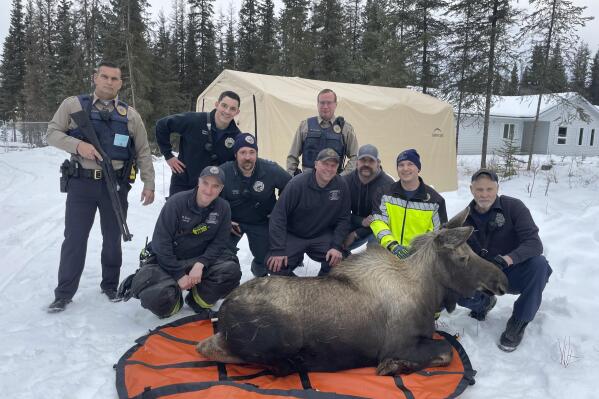 In this image provided by Central Emergency Services for the Kenai Peninsula Borough, firefighters from Central Emergency Services with personnel from the Alaska Wildlife Troopers and Alaska Department of Fish and Game pose with a moose they helped rescue after it had had fallen through a window well at a home in Soldotna, Alaska, on Sunday, Nov. 20, 2022. The moose was tranquilized and removed from the house on a stretcher, revived and set loose back into the wild. (Capt. Josh Thompson/Central Emergency Services via AP)