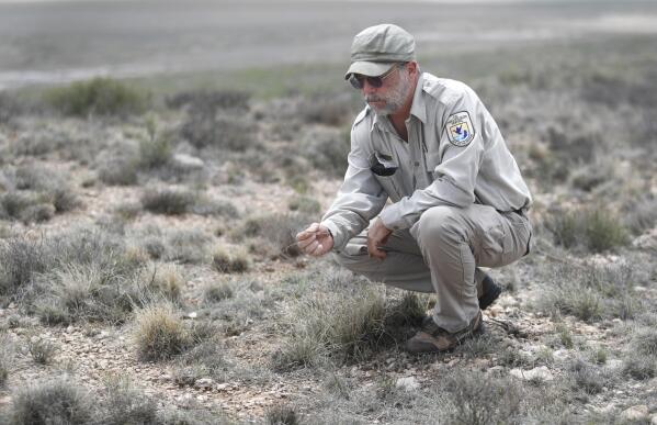 Biologist Jude Smith looks over native grasses at the Muleshoe National Wildlife Refuge outside Muleshoe, Texas, on Tuesday, May 18, 2021. The U.S. Department of Agriculture is encouraging farmers in a “Dust Bowl zone” that includes parts of Texas, New Mexico, Oklahoma, Kansas and Colorado to preserve and establish grasslands, which can survive drought and prevent wind erosion. (AP Photo/Mark Rogers