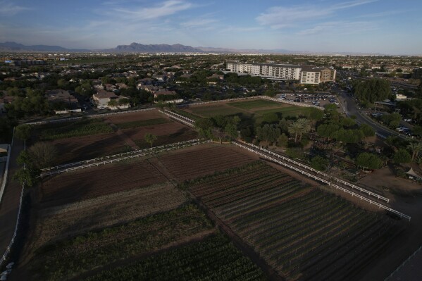 Farmland sits amid Agritopia, a community nestled around a plot of agricultural land, on Monday, April 21, 2025, in Gilbert, Ariz. (AP Photo/Joshua A. Bickel)