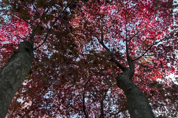 This Nov. 5, 2022, image shows the striking scarlet red foliage of a Japanese maple on Long Island, N.Y. (Jessica Damiano via AP)