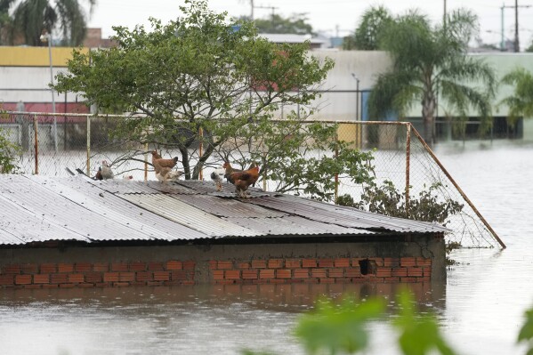 Hens stand on the roof of a flooded home after heavy rain in Canoas, Rio Grande do Sul state, Brazil, Friday, May 10, 2024. (AP Photo/Andre Penner)