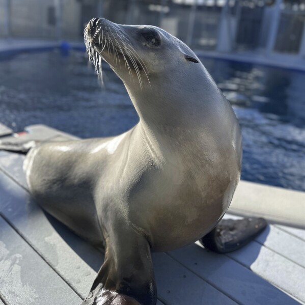 Scientists as soon as concept best people may bob to track. Ronan the ocean lion helped turn out them unsuitable