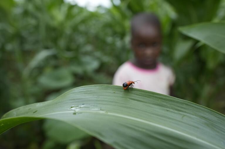 A bug sits on a leaf that is part of a millet crop in Zimbabwe's arid Rushinga district, northeast of the capital Harare, on Wednesday, Jan, 18, 2023. With concerns about war, drought and the environment raising new worries about food supplies, the U.N.'s Food and Agricultural Organization has christened 2023 as the “Year of Millets” — grains that have been cultivated in all corners of the globe for millennia but have been largely pushed aside. (AP Photo/Tsvangirayi Mukwazhi)