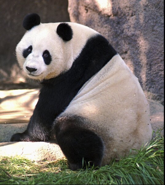FILE--Bai Yun, one of two giant pandas on exhibit at the San Diego Zoo, looks towards the crowd on Nov. 1, 1996, in San Diego. China is working on sending a new pair of giant pandas to the San Diego Zoo, renewing its longstanding gesture of friendship toward the United States after nearly all the iconic bears in the U.S. were returned to the Asian country in recent years amid rocky relations between the two nations. San Diego sent back its last pandas to China in 2019. (AP Photo/Denis Poroy,File)
