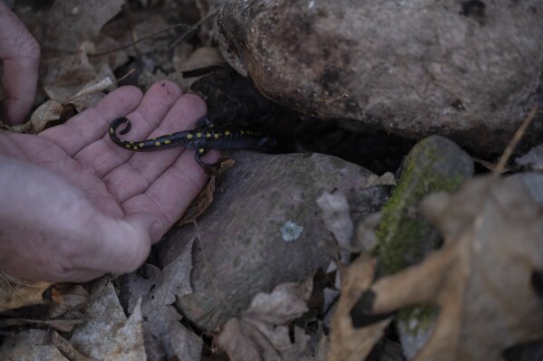 John Bateman, a wildlife professor, releases a spotted salamander he had caught Friday, March 21, 2025, in Mendon, N.Y. (AP Photo/Maryel Pryce)
