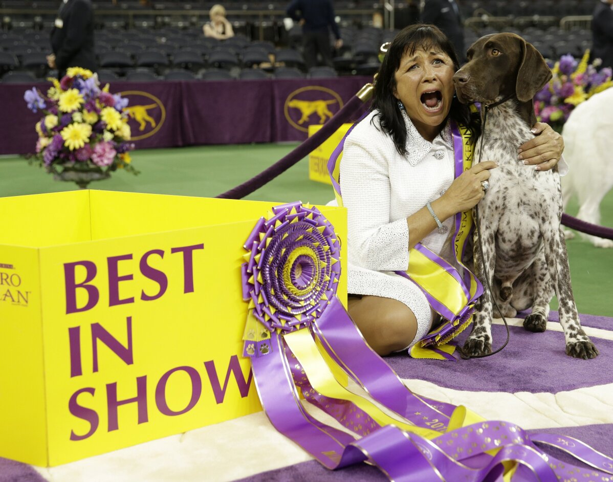 PHOTOS A look back at past Westminster Dog Shows AP News