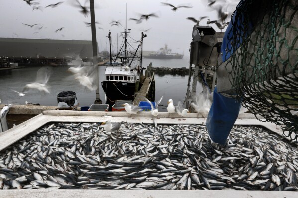 FILE - Herring are unloaded from a fishing boat in Rockland, Maine, July 8, 2015. Conservative and business interests that want to limit the power of regulators think they have a winner in the Atlantic herring and the boats that sweep the modest fish into their holds by the millions. In a Supreme Court term increasingly dominated by cases related to Donald Trump, the justices are about to take up lower-profile but vitally important cases that could rein in government regulations across a wide range of American life. (AP Photo/Robert F. Bukaty, File)