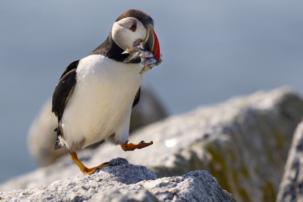 An Atlantic puffin brings a beak full of baitfish to feed its chick in a burrow under rocks on Eastern Egg Rock, a small island off mid-coast Maine, Sunday, Aug. 5, 2023. Scientists who monitor seabirds said Atlantic puffins had their second consecutive rebound year for fledging chicks after suffering a bad 2021. (AP Photo/Robert F. Bukaty)