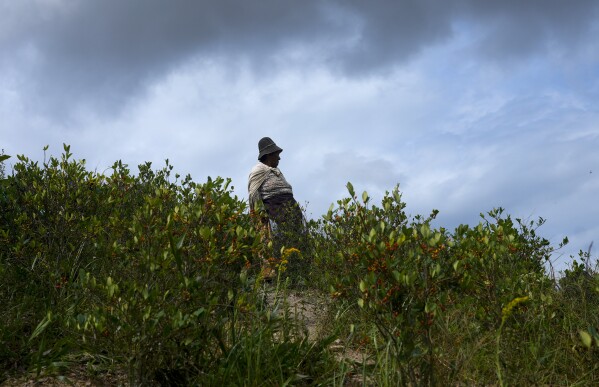 A farmer from the Yungas region takes a break from harvesting coca leaves near Trinidad Pampa, a coca-producing area in Bolivia, April 13, 2024. (AP Photo/Juan Karita)