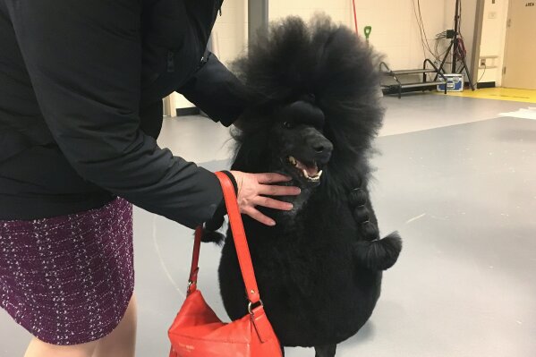 Siba the standard poodle won the nonsporting group at the Westminster Kennel Club on Monday, Feb. 10, 2020. She advanced to the best in show final ring Tuesday night at Madison Square Garden in New York. (AP Photo/Ben Walker)