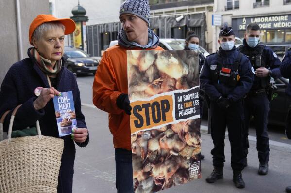 French animal rights activists group L214 protest exceptions to a new legislation that was meant to ban the practice of killing male chicks after they hatch, in front of Agriculture Ministry in Paris, Wednesday, Dec. 7, 2022. The egg industry doesn't use male chicks which cannot lay egg and are different breeds than those used for meat, leading to their killing using techniques like crushing and gassing them. The practice causes the death of about 50 million birds in the country every year, according to the government. (AP Photo/Francois Mori)