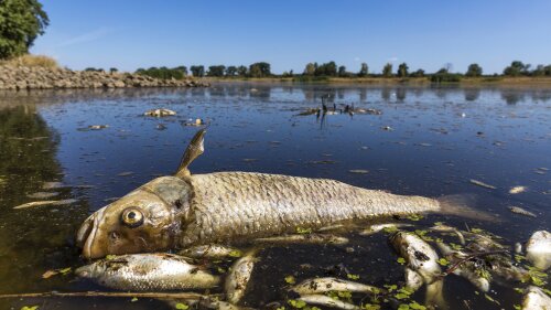 FILE - A dead chub and other dead fish are floating in the Oder River near Brieskow-Finkenheerd, eastern Germany, on Aug. 11, 2022. Germany’s government has accused Poland of failing to stop the dumping of pollutants that contributed to the deaths of hundreds of tons of fish in the Oder River in 2022. (Frank Hammerschmidt/dpa via AP, File)