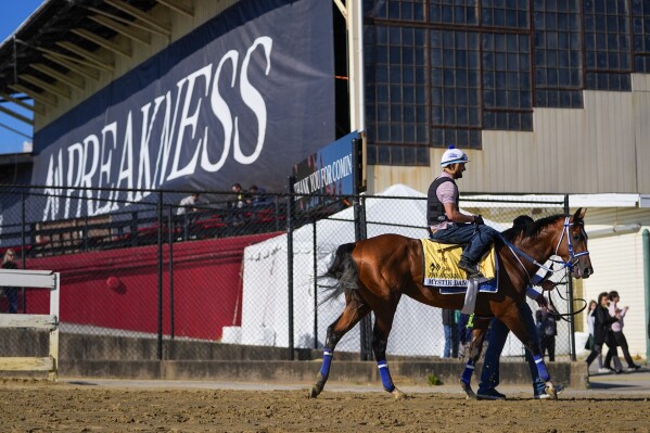 Kentucky Derby winner and Preakness Stakes entrant Mystik Dan leaves the track after a workout ahead of the 149th running of the Preakness Stakes horse race at Pimlico Race Course, Thursday, May 16, 2024, in Baltimore. (AP Photo/Julio Cortez)