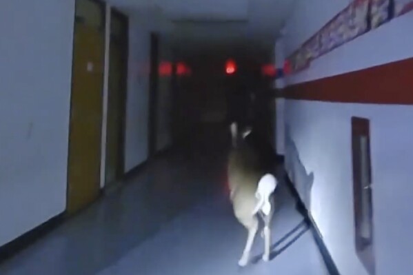 In this. image taken from police body camera video released by the Toms River, N.J., Police Department, officers pursue a deer down a hallway at Cedar Grove Elementary School, Nov. 25, 2023, in Toms River, N.J. (Toms River Police Department via AP)