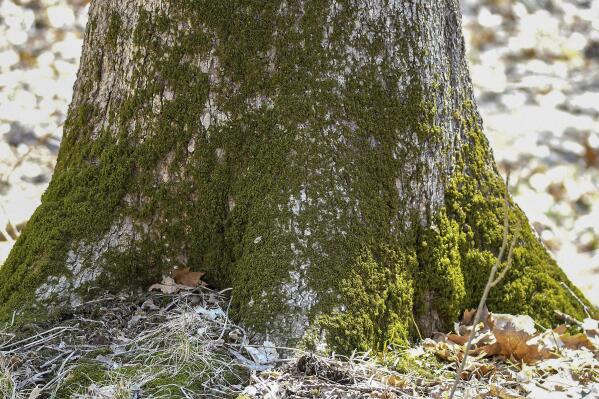This April 2, 2019, photo provided by the Forest Preserve District of Will County, IL, shows moss growing at the base of a tree at Raccoon Grove Nature Preserve in Monee, IL. (Forest Preserve District of Will County via AP)